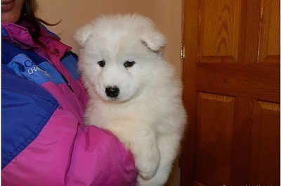 Krásné Samoyed štěňata
