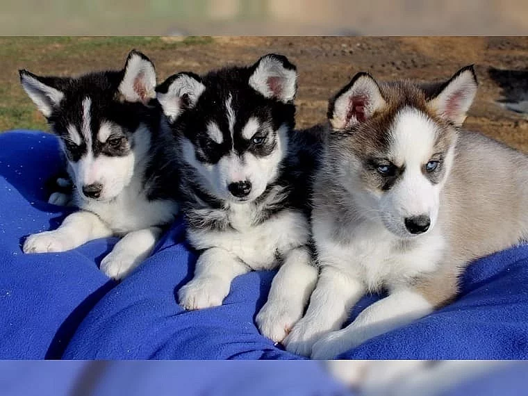 Vysokoškolské sibiřské Husky štěňata