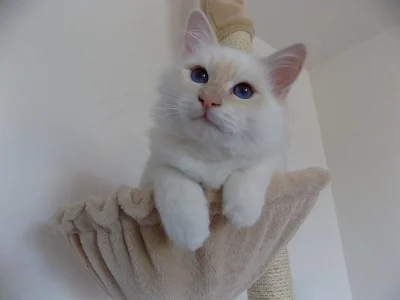 Koťátka Birmy s PP