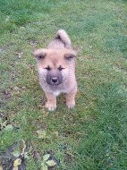 Akita -Inu bez pp