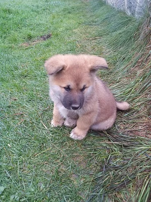Akita -Inu bez pp