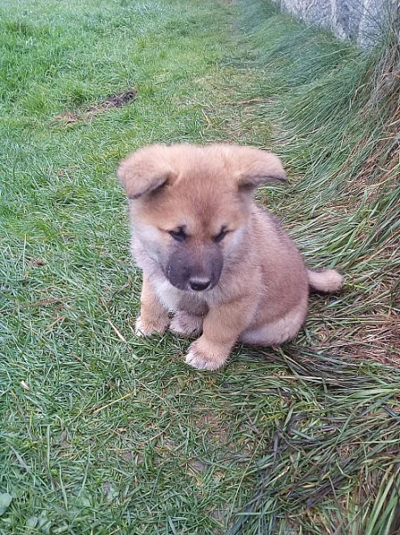 Akita -Inu bez pp