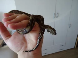 Prodám samičku hroznýše královského cena
