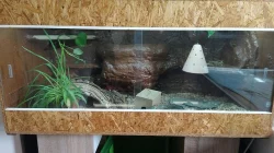 Prodám samičku hroznýše královského cena