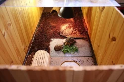 Prodám dřevěnou bednu pro suchozemské želvy