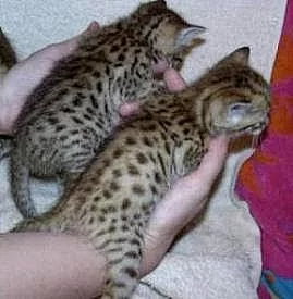 Zdravé bengálské koťata pro adopce