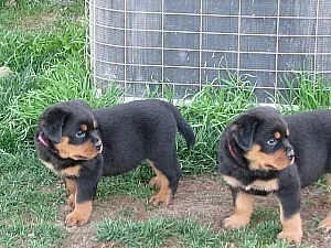 Speciální malé štěňátka Rottweiler