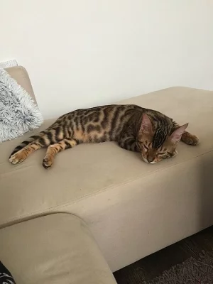 Bengalský kocour k připuštění