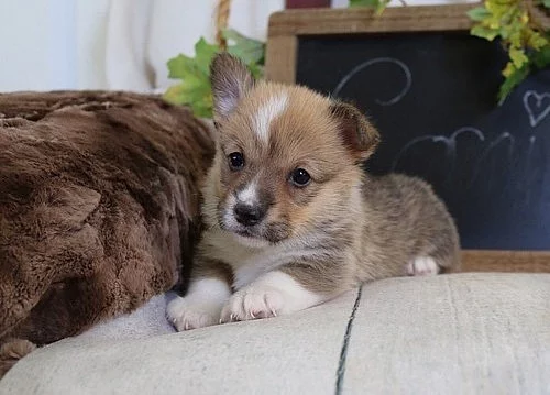 Pembroke welsh Corgi štěňata na prodej