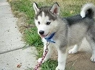 Sibiřský husky na prodej bez PP