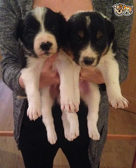 Border Collie Sheepdog Štěňátka