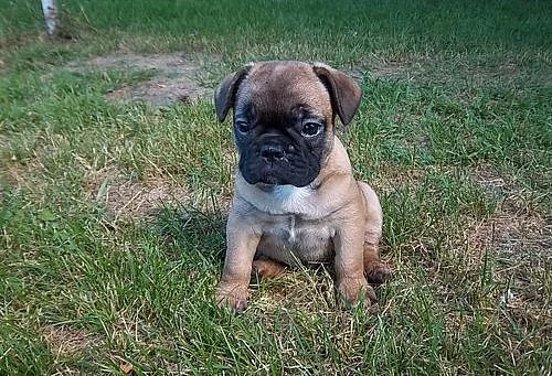 Ohromující černé zdraví testované Kc Reg Pug Pups