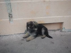Prodám štěňata NO s PP po výborných rodičích