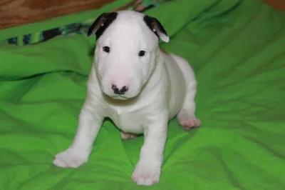 Bullterier