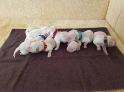 Štěňata labradora s PP