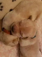 Štěňata labradora s PP