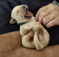 Štěňata labradora s PP