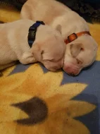 Štěňata labradora s PP