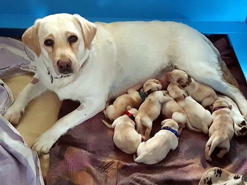 Štěňata labradora s PP