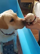 Štěňata labradora s PP