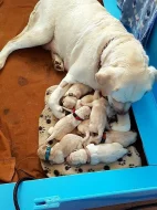 Štěňata labradora s PP