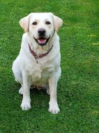 Štěňata labradora s PP