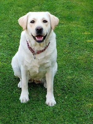 Štěňata labradora s PP