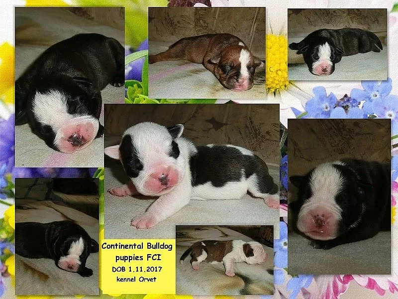 Kontinentální buldok-Continental bulldog s PP FCI !