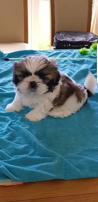 Schattige mannelijke en vrouwelijke Shih Tzu-puppy's