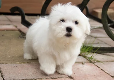 Super schattig theekopje Maltese puppy's