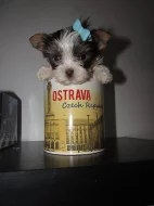 Barevní jorkšírkové s PP