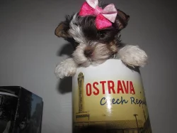 Barevní jorkšírkové s PP