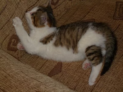 Kotě