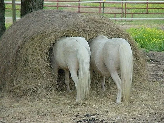 koupím seno