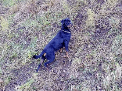 Rtw , Rotvajler , Rottweiler