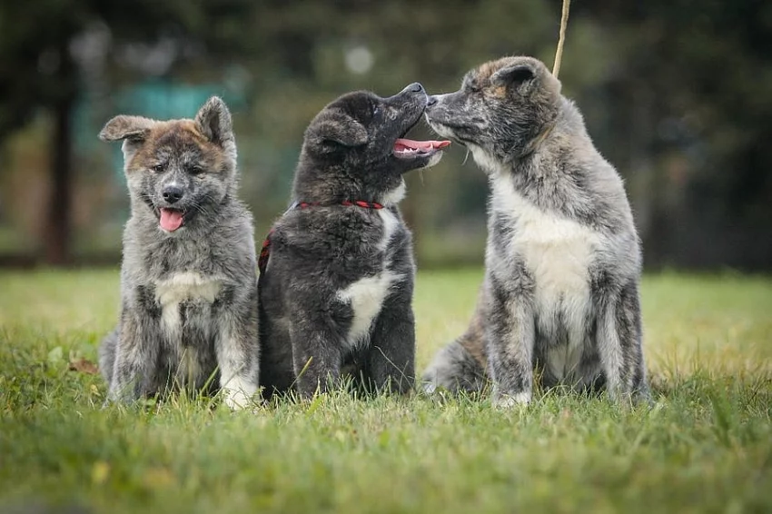 Akita Inu Japonská s PP