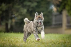 Akita Inu Japonská s PP