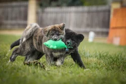 Akita Inu Japonská s PP