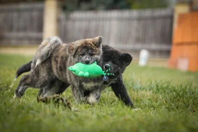 Akita Inu Japonská s PP