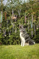Akita Inu Japonská s PP