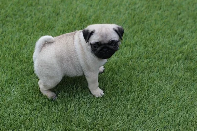 Beautiful Chunky Pug Puppies
