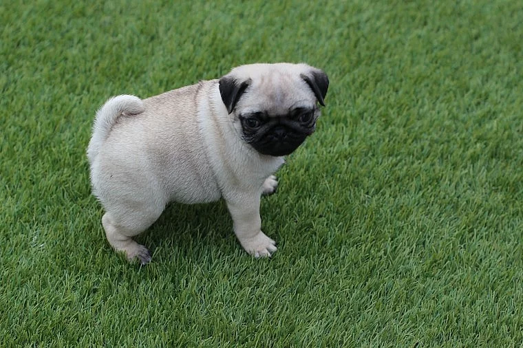 Beautiful Chunky Pug Puppies