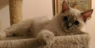 Ragdoll koťátko s pp..