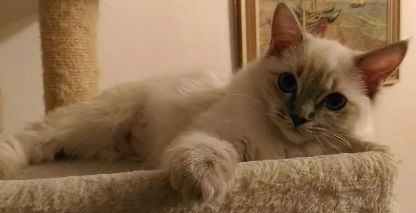 Ragdoll koťátko s pp..