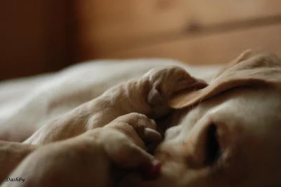 Labrador retriever žlutá štěňata