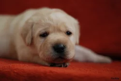 Labrador retriever žlutá štěňata