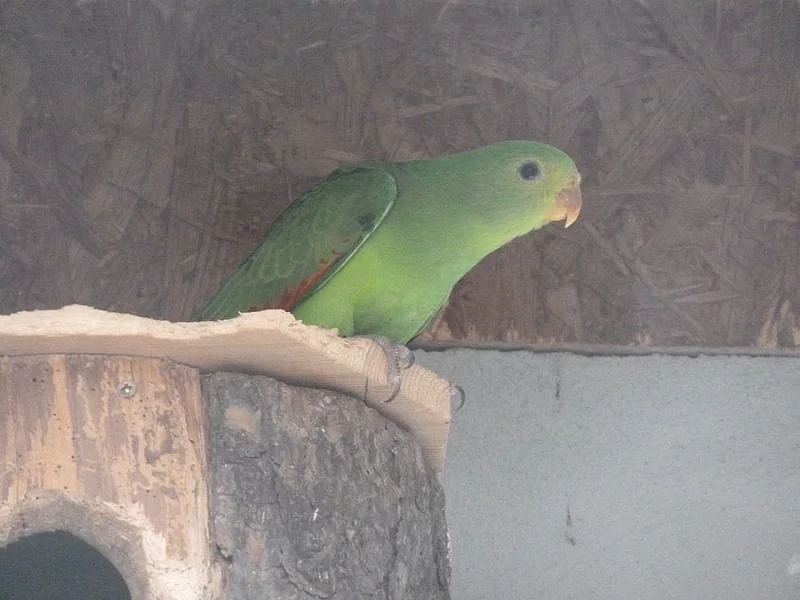 Papoušek červenokřídlý - samice