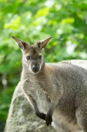Klokan rudokrký (Macropus rufogriseus)