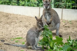 Klokan rudokrký (Macropus rufogriseus)