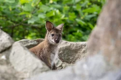 Klokan rudokrký (Macropus rufogriseus)